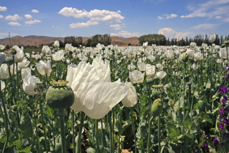 Afganistan field